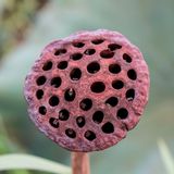 Trypophobie - Angst vor Löchern / Beispielbild