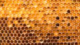 Bienenwabe