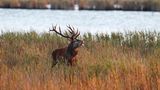 Rothirsch im Nationalpark Vorpommersche Boddenöandschaft