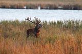 Rothirsch im Nationalpark Vorpommersche Boddenöandschaft