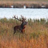 Rothirsch im Nationalpark Vorpommersche Boddenöandschaft