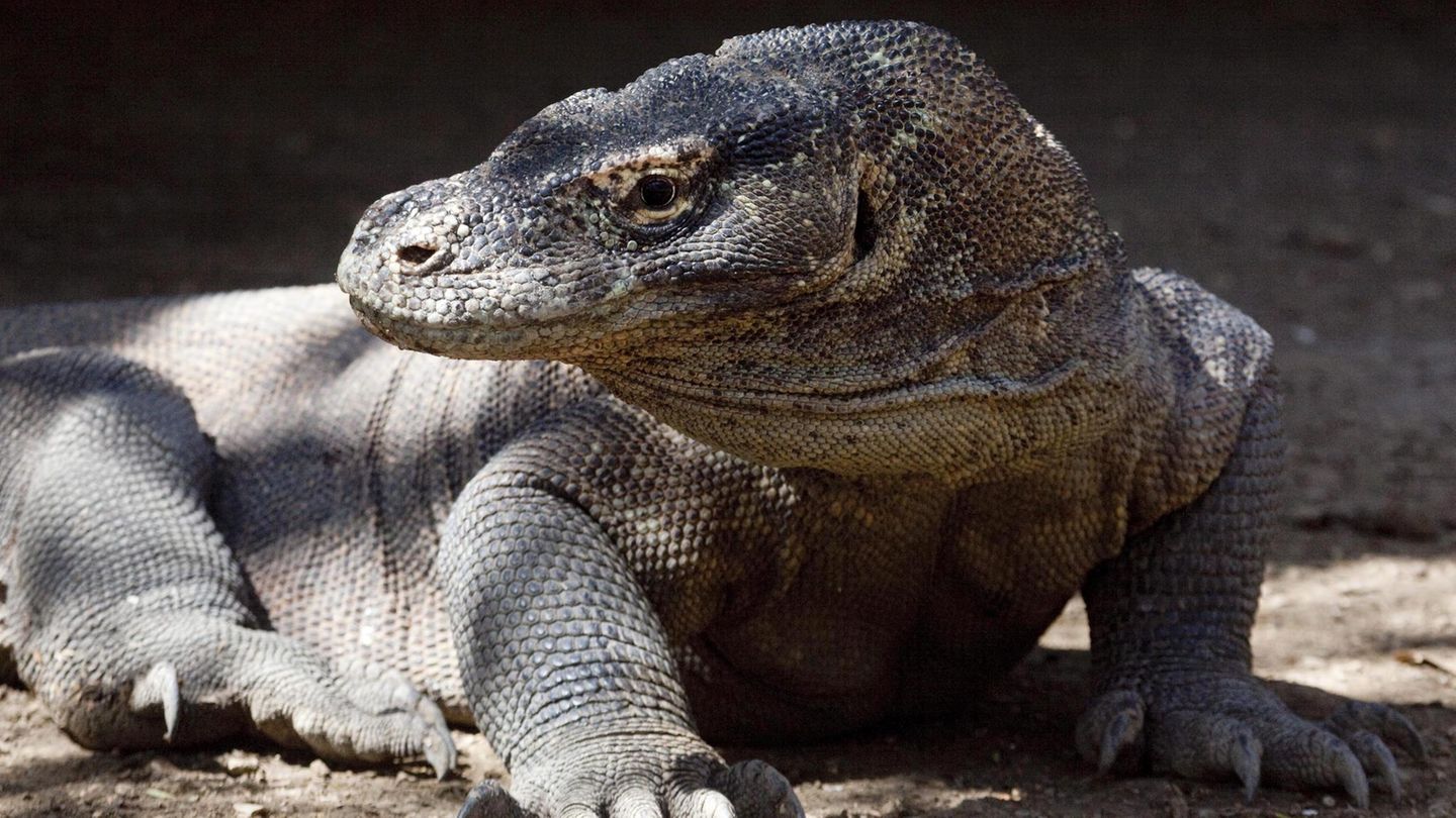 Komodowaren sitzt in der Sonne