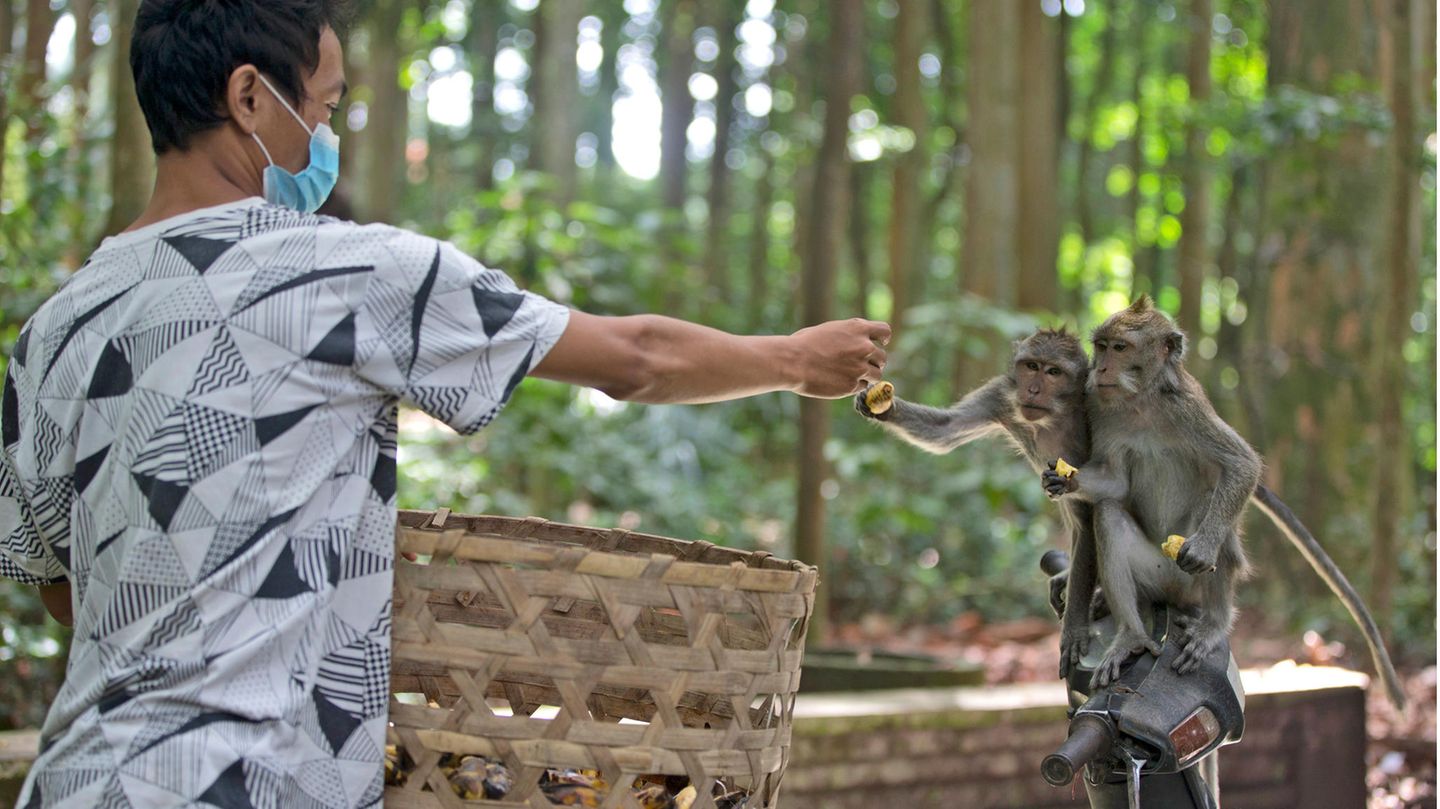 Ein Mann füttert Affen in Indonesien