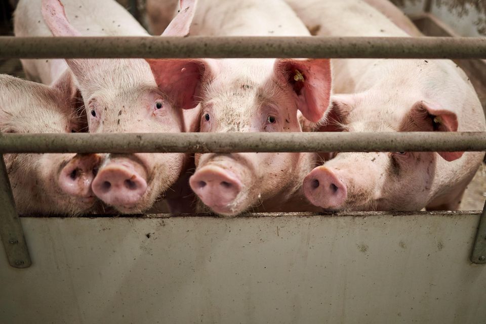 Schweine stehen in einem Stall hinter einer Absperrrung