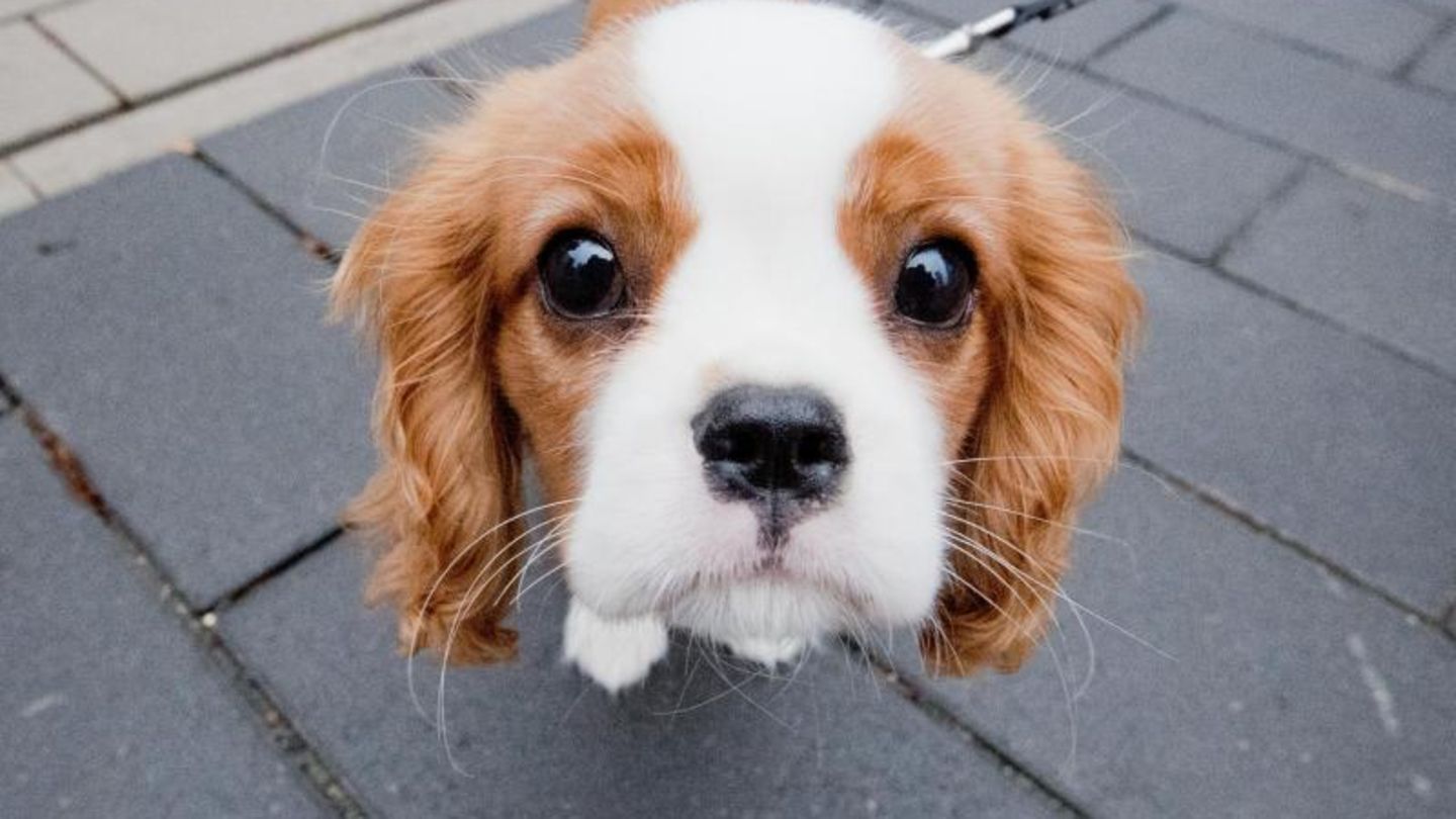 Cavalier King Charles Spaniel