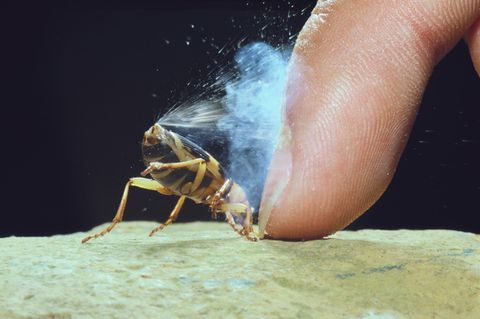 Spektakuläre Verpuffung: Bei Gefahr lässt der Bombardierkäfer explosionsartig heiße Gase aus seinem Hintern entweichen. Forschende haben nun die komplexen Reaktionen im Inneren des Insekts entschlüsselt