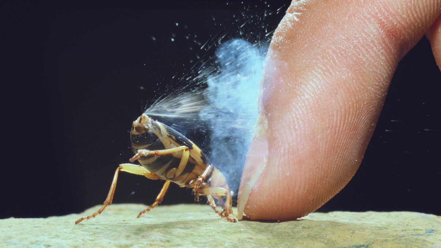 Spektakuläre Verpuffung: Bei Gefahr lässt der Bombardierkäfer explosionsartig heiße Gase aus seinem Hintern entweichen. Forschende haben nun die komplexen Reaktionen im Inneren des Insekts entschlüsselt