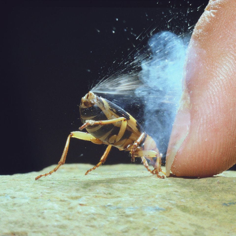 Spektakuläre Verpuffung: Bei Gefahr lässt der Bombardierkäfer explosionsartig heiße Gase aus seinem Hintern entweichen. Forschende haben nun die komplexen Reaktionen im Inneren des Insekts entschlüsselt