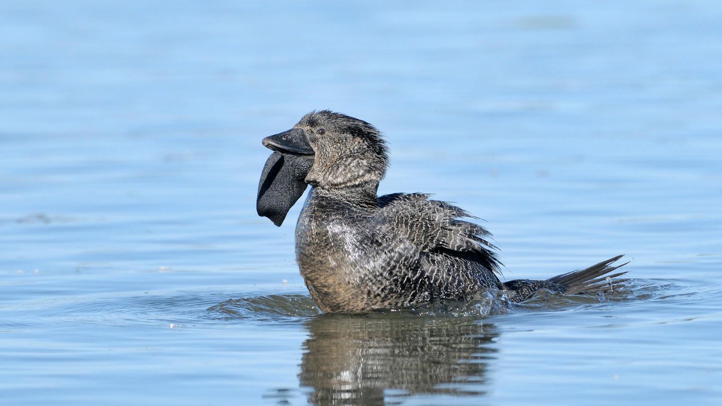 Männliche Lappenente auf dem Wasser