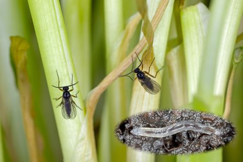 Trauermücken (Sciaridae) und Nahaufnahme einer Larve