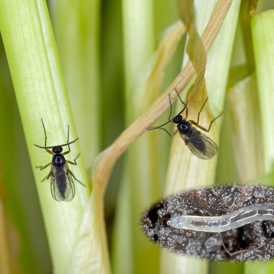 Trauermücken (Sciaridae) und Nahaufnahme einer Larve