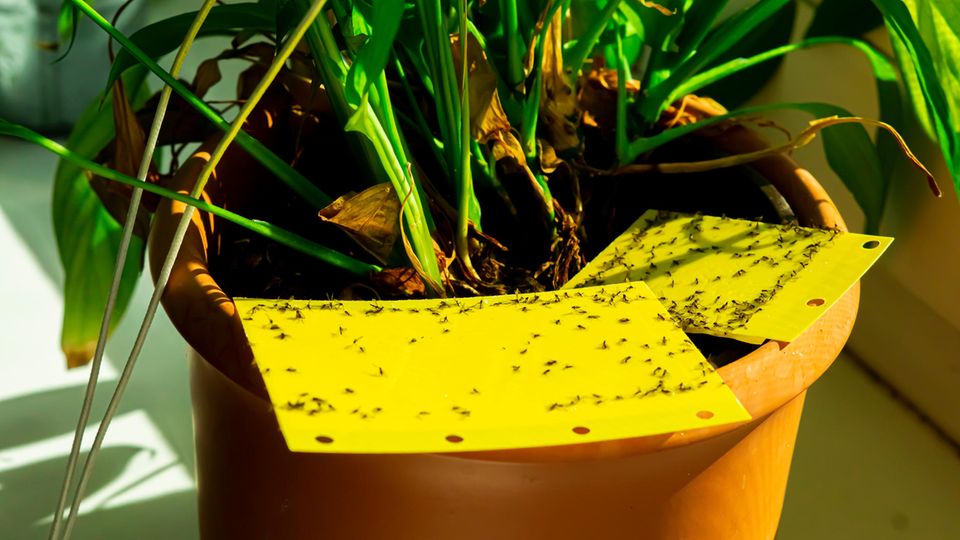 Trauermücken kleben an Gelbtafeln in einem Blumentopf