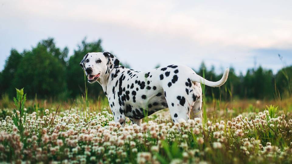 Dalmatiner auf Blumenwiese