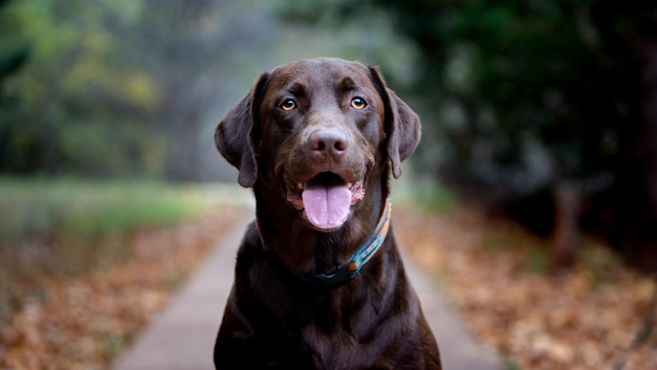 Brauner Labrador Retriever sitzt im Park Brauner Labrador Retriever sitzt im Park