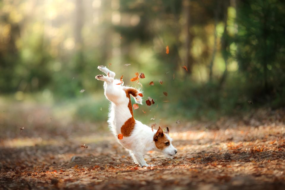 Jack Russell spielt im Laub im Herbst im Wald  1.5004