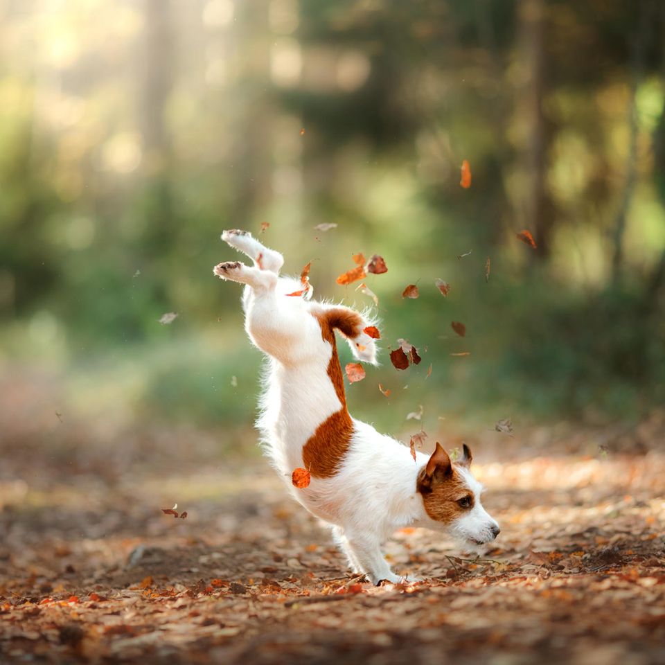 Jack Russell spielt im Laub im Herbst im Wald
