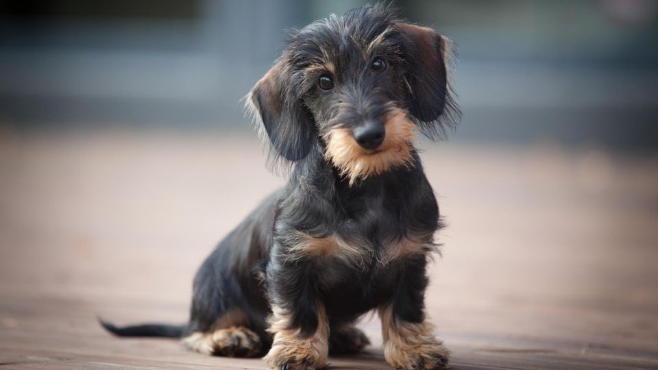 Dachshund-Welpe auf einer Terrasse Dachshund-Welpe auf einer Terrasse