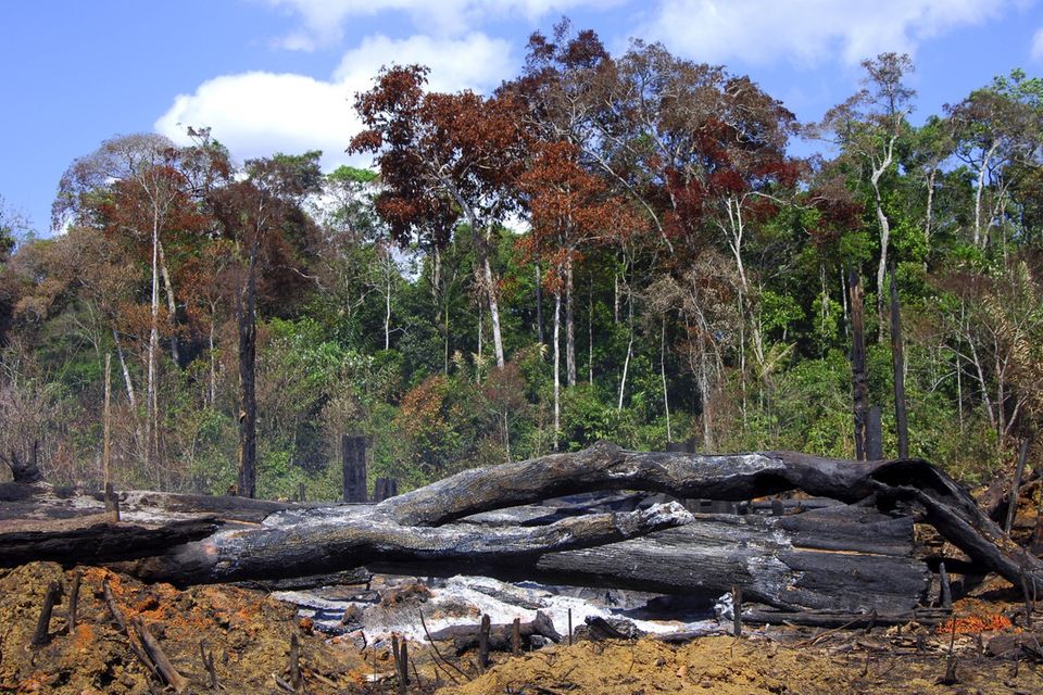 Brandrodung im Amazonas Regenwald in Brasilien