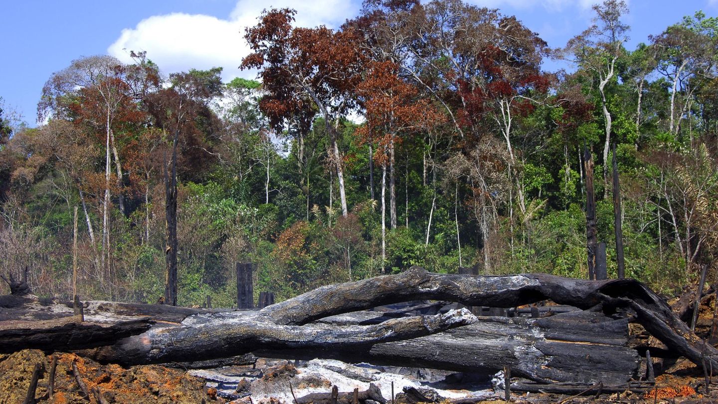 Brandrodung im Amazonas Regenwald in Brasilien