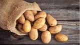 Frische Kartoffeln auf altem Sack auf Holzhintergrund