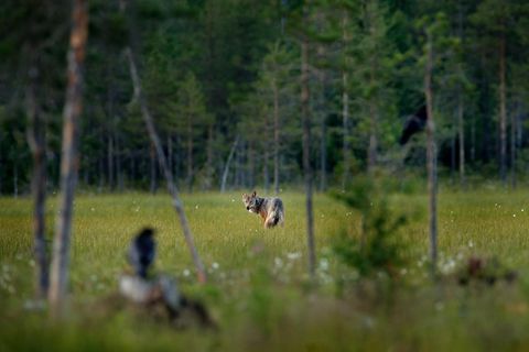 "Wölfe und Raben gehören zusammen" – warum, erklärt die Wolfsforscherin, Naturliebhaberin und Autodidaktin Elli Radinger im Interview