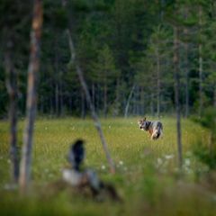 "Wölfe und Raben gehören zusammen" – warum, erklärt die Wolfsforscherin, Naturliebhaberin und Autodidaktin Elli Radinger im Interview