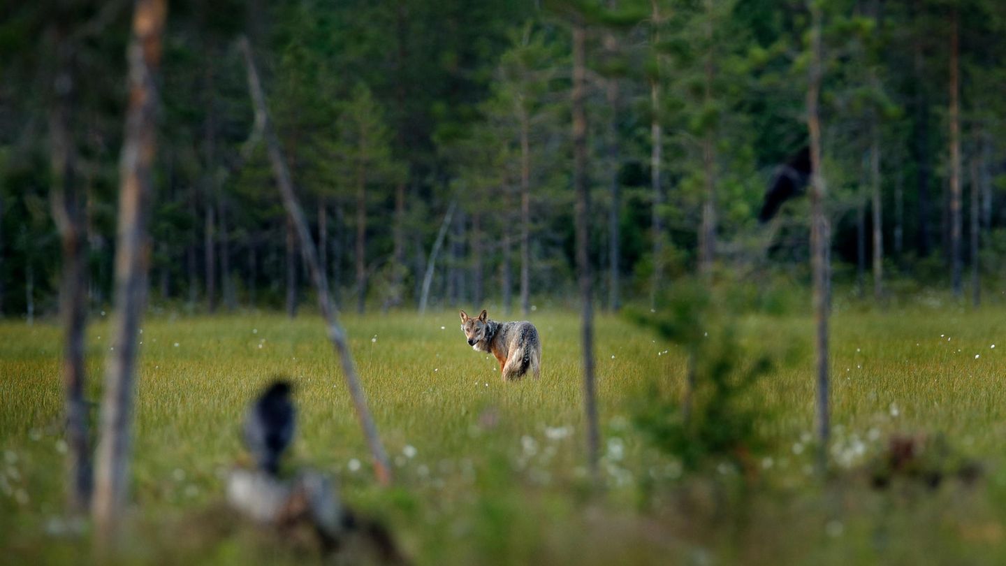 "Wölfe und Raben gehören zusammen" – warum, erklärt die Wolfsforscherin, Naturliebhaberin und Autodidaktin Elli Radinger im Interview