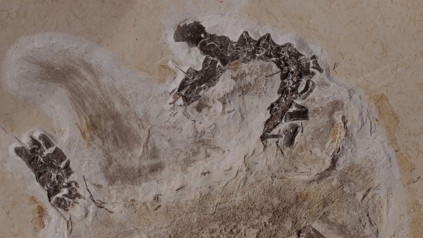 Dino-Fossil Ubirajara jubatus