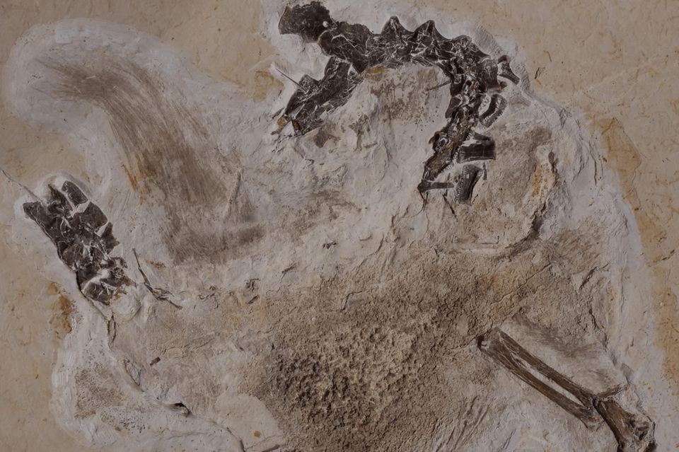 Dino-Fossil Ubirajara jubatus