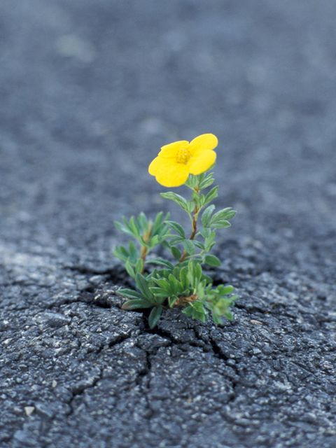 Ökologie: Wie die Natur sich selbst heilt