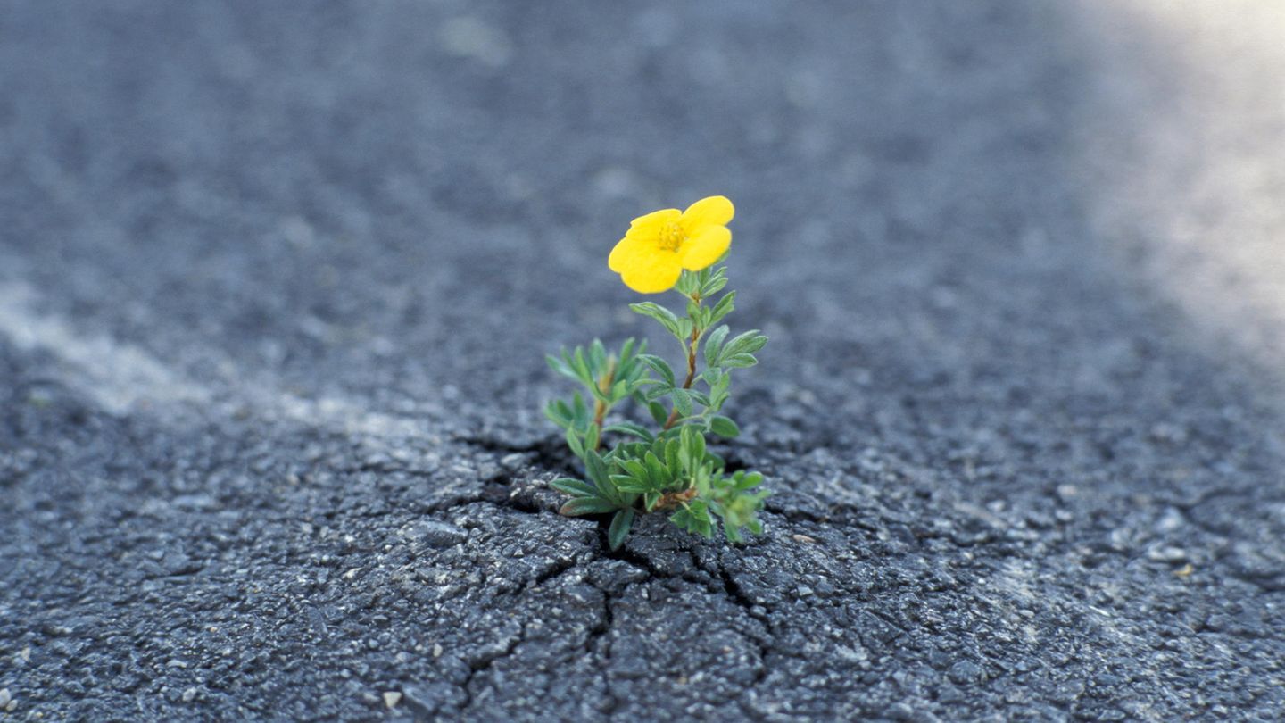 Ökologie: Wie die Natur sich selbst heilt