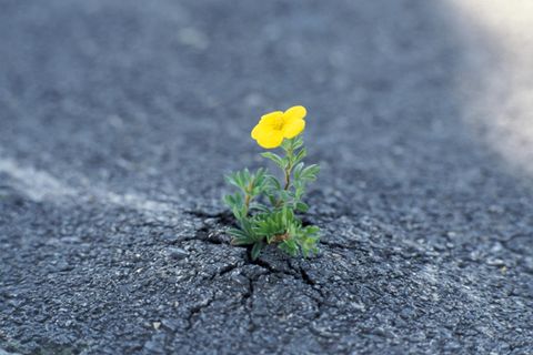 Ökologie: Wie die Natur sich selbst heilt