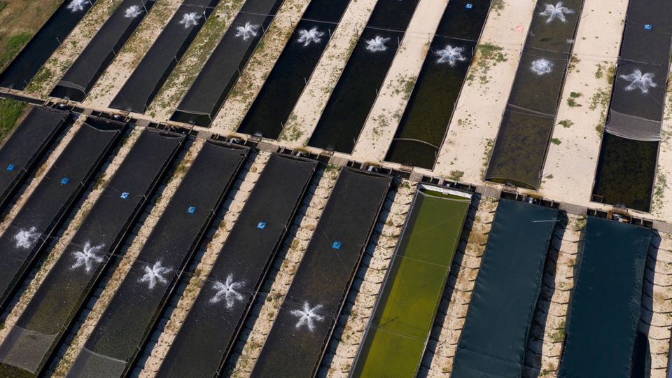 Luftaufnahme einer Störfarm in Russland