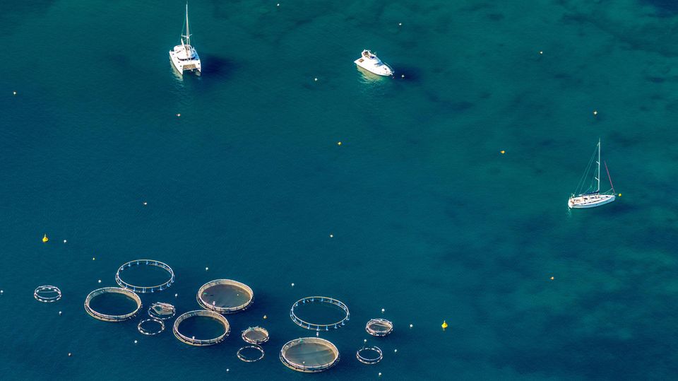 Fischfarm im Hafen Port d Andratx bei Mallorca