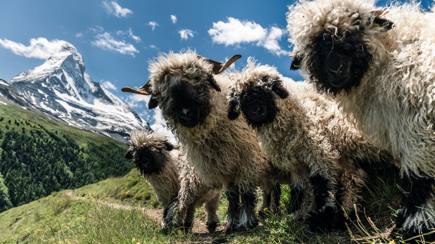14.09.2021  "Zermatt: Diese gesichtslosen Gesellen sind wohl der Inbegriff eines süßen Schafes. Es hat allerdings eine ganze Weile gedauert, bis sie dann auch so standen und alles passte"  Kamera: Sony alpha 7 R III, Canon EF L 24-70 f4