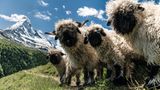 14.09.2021  "Zermatt: Diese gesichtslosen Gesellen sind wohl der Inbegriff eines süßen Schafes. Es hat allerdings eine ganze Weile gedauert, bis sie dann auch so standen und alles passte"  Kamera: Sony alpha 7 R III, Canon EF L 24-70 f4