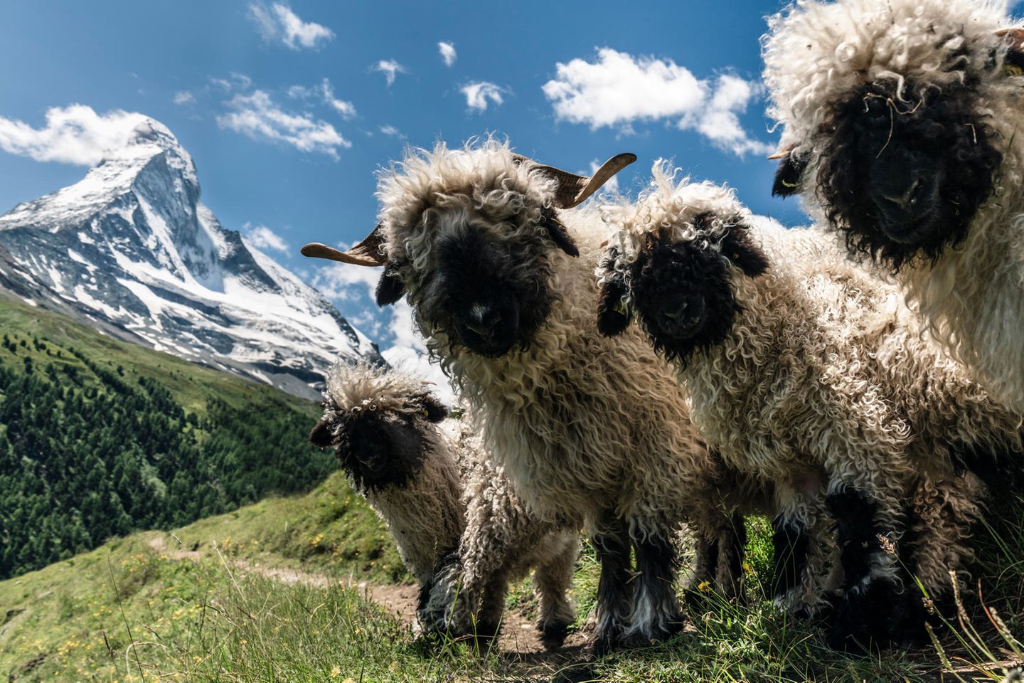 14.09.2021  "Zermatt: Diese gesichtslosen Gesellen sind wohl der Inbegriff eines süßen Schafes. Es hat allerdings eine ganze Weile gedauert, bis sie dann auch so standen und alles passte"  Kamera: Sony alpha 7 R III, Canon EF L 24-70 f4