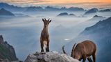 15.09.2021  Der junge Steinbock posiert auf einem Stein im Rotsteinpass. In Hintergrund sieht man eine mystische Nebelstimmung Richtung Toggenburg zum Sonnenuntergang. Wow ich war überwältigt von diesen Augenblicken.  Kamera: Nikon Z7 mit NIKON NIKKOR Z 24-200mm f/4-6.3 VR