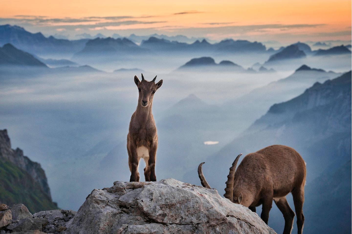 15.09.2021  Der junge Steinbock posiert auf einem Stein im Rotsteinpass. In Hintergrund sieht man eine mystische Nebelstimmung Richtung Toggenburg zum Sonnenuntergang. Wow ich war überwältigt von diesen Augenblicken.  Kamera: Nikon Z7 mit NIKON NIKKOR Z 24-200mm f/4-6.3 VR