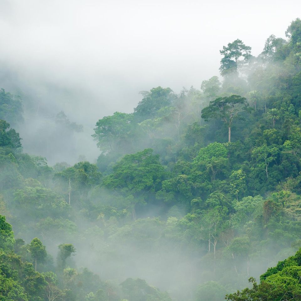 Foto: Gustavo Frazao / Shutterstock