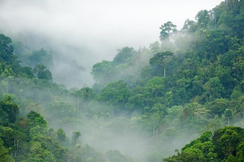 Foto: Gustavo Frazao / Shutterstock