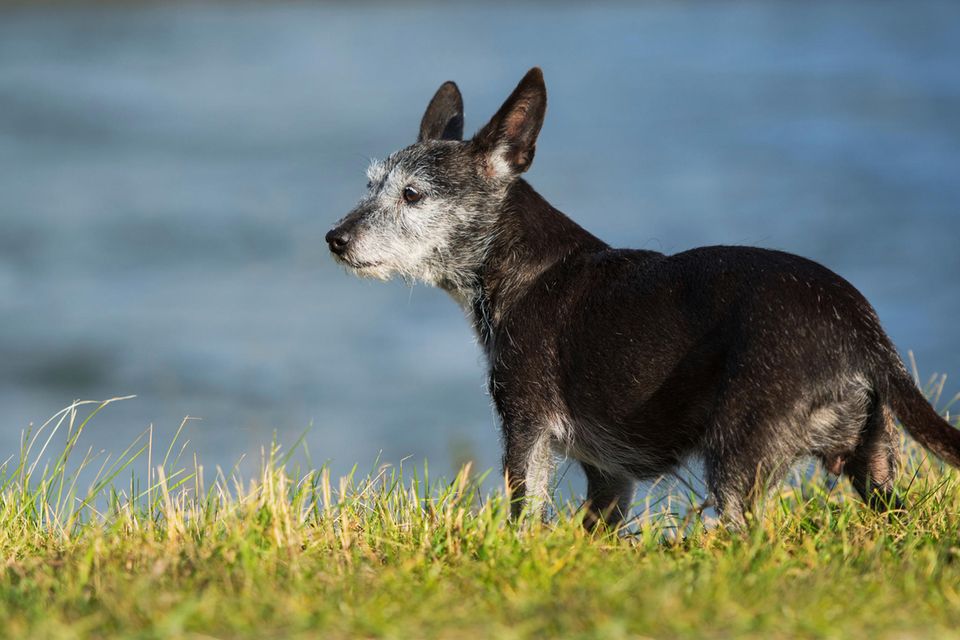 Ein alter Mischlingshund steht im Gras
