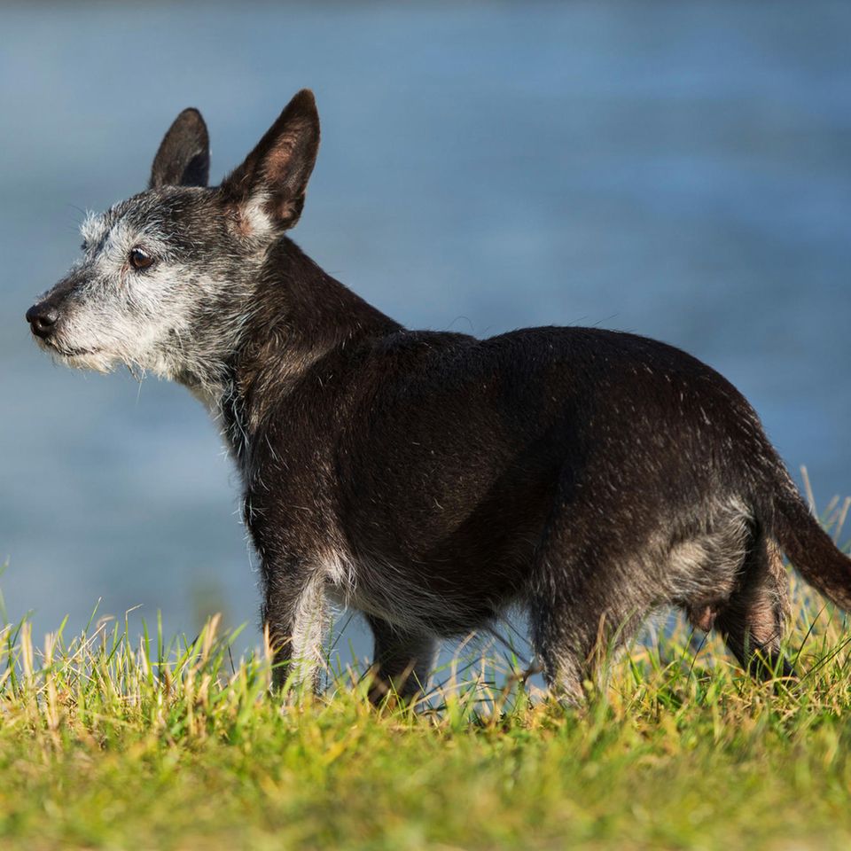 Ein alter Mischlingshund steht im Gras