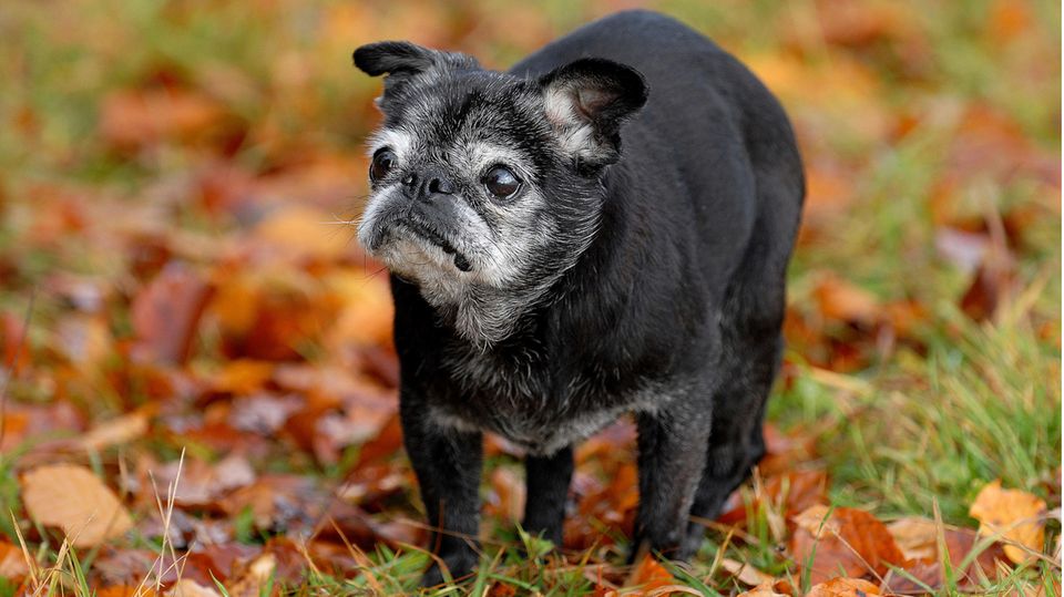 Alter Mops steht im Laub