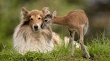 16.09.2021  "Das ca. 5 Tage alte verwaiste wilde Mufflonlämmchen "Vroni" sucht Kontakt zur Colliehündin "Ziva". Das kleine Lämmchen wurde in unserer Wildtierhilfe aufgenommen ..."  Kamera: Canon R5 mit EF 600 4.0 L