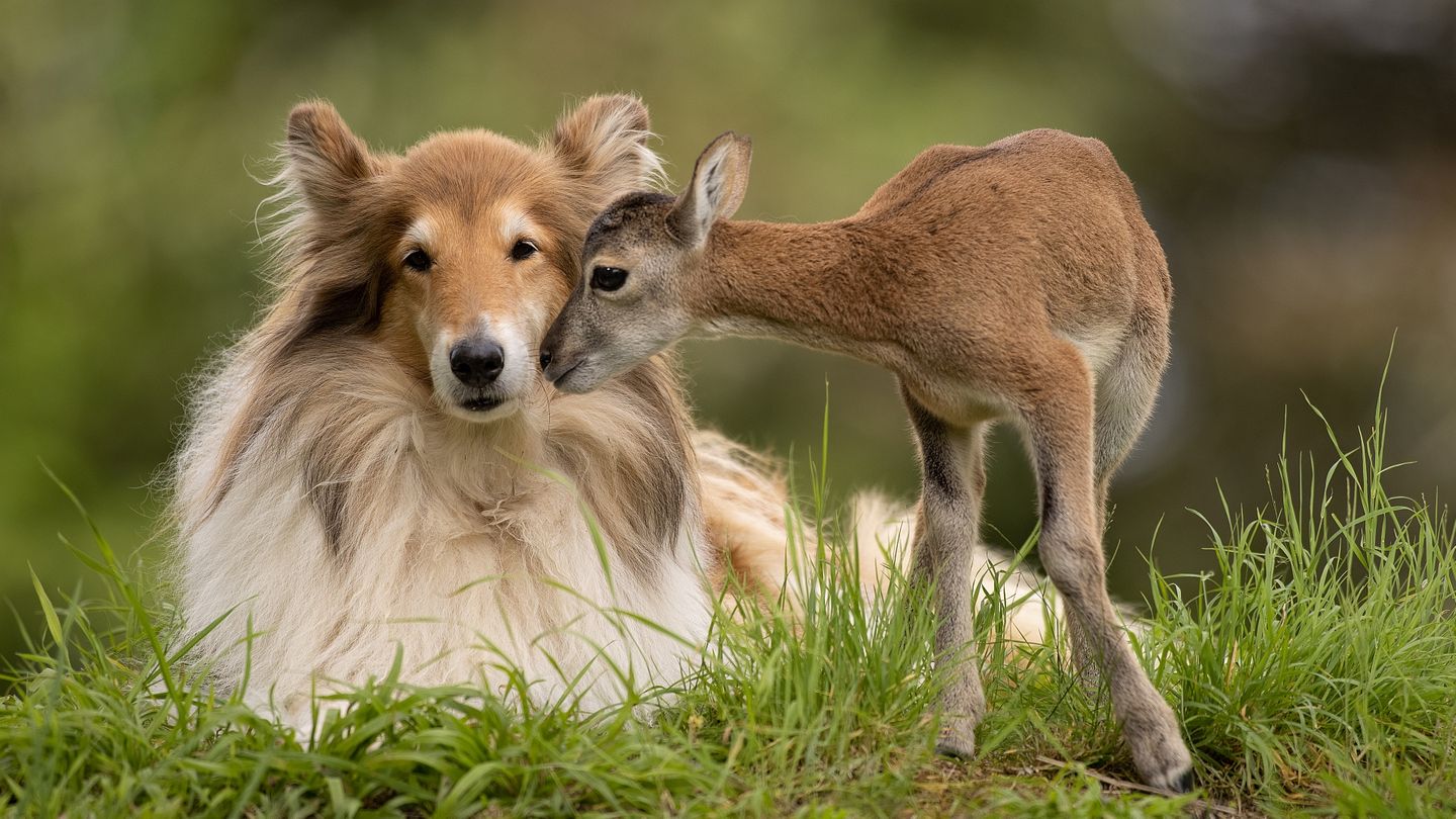 16.09.2021  "Das ca. 5 Tage alte verwaiste wilde Mufflonlämmchen "Vroni" sucht Kontakt zur Colliehündin "Ziva". Das kleine Lämmchen wurde in unserer Wildtierhilfe aufgenommen ..."  Kamera: Canon R5 mit EF 600 4.0 L