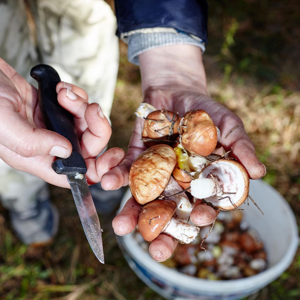 Ein Mann hält frisch gepflückte Pilze im Wald in den Händen