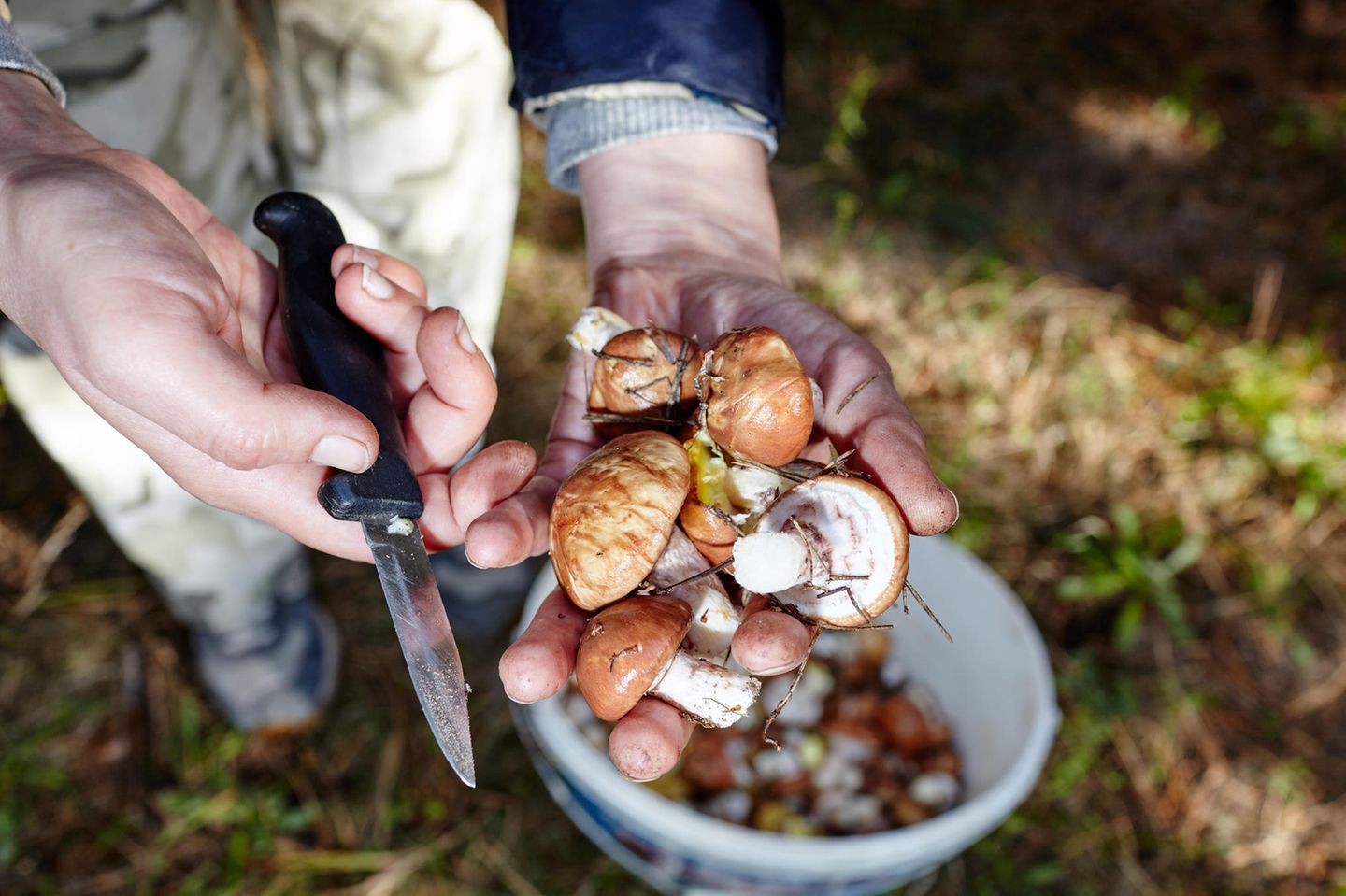 Ein Mann hält frisch gepflückte Pilze im Wald in den Händen