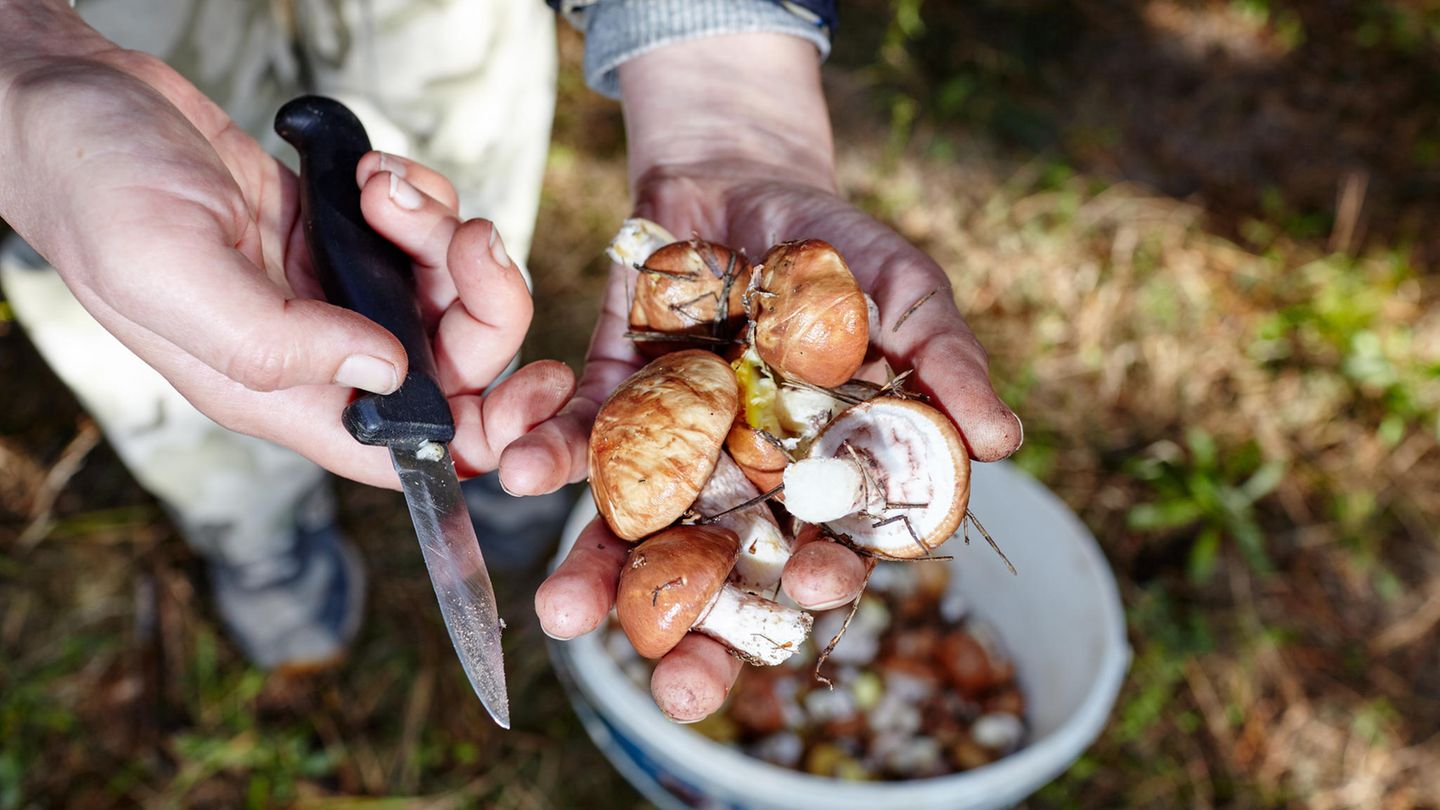 Ein Mann hält frisch gepflückte Pilze im Wald in den Händen