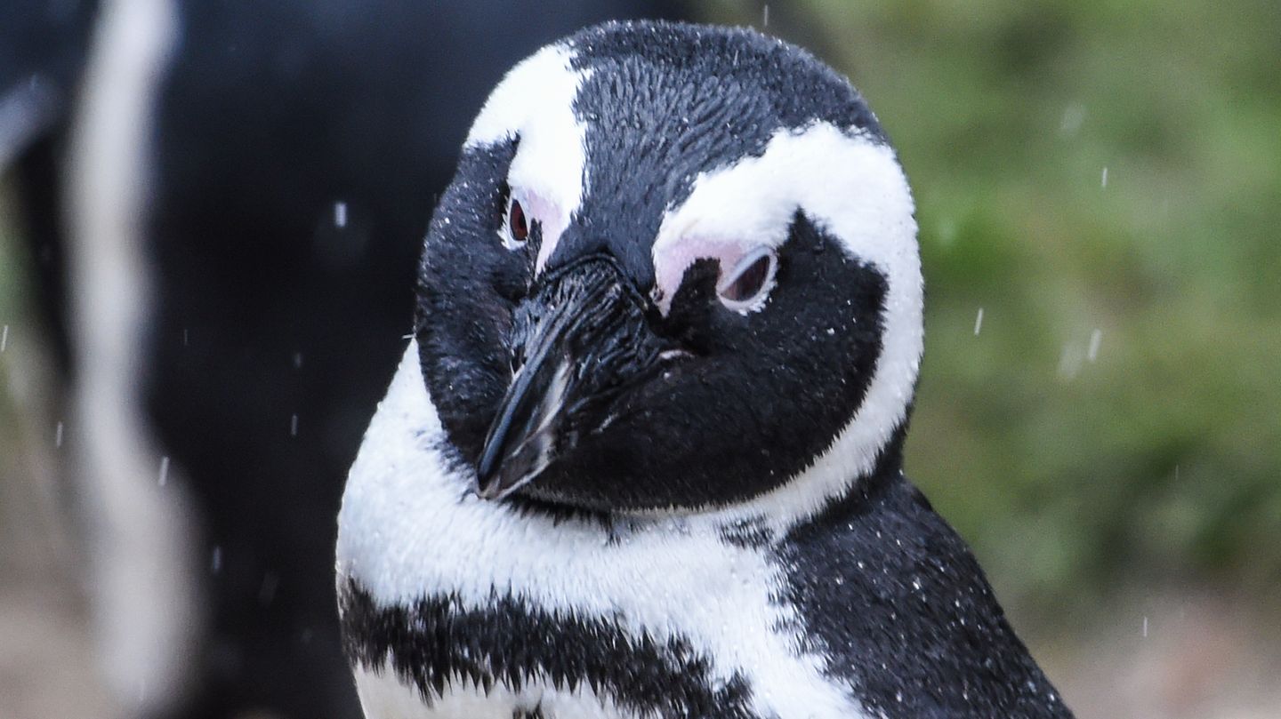 Brillenpinguin
